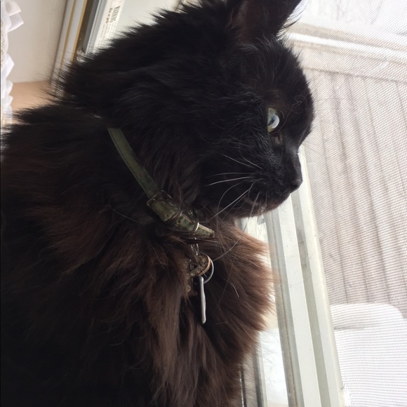 Meet your Posher, Cheyenne - Picture 1 of 1